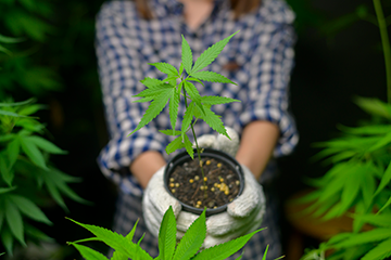 home growing showcasing cannabis plant